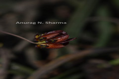 Bulbophyllum proudlockii